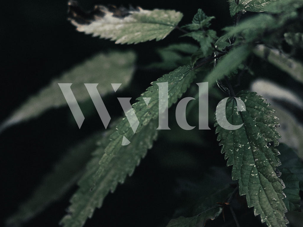 Guide to buying CBD products